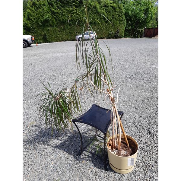 Leather Stool & Spider Plant Cat C