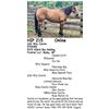 Image 1 : DDD Wily Concho