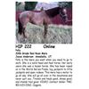 Image 1 : Polly
