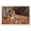 Image 3 : Cats of the Snow Deluxe Prints by Simon Combes [167759]