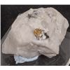 Image 1 : Gold in Quartz, Wattle Creek Mine, Australia [167905]
