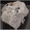 Image 2 : Gold in Quartz, Wattle Creek Mine, Australia [167905]