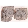 Image 1 : Crinoid Plates, 2 [159241]