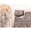 Image 2 : Uncurated Crinoid [159149]