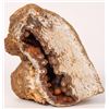 Image 1 : Fossil Coral [163992]