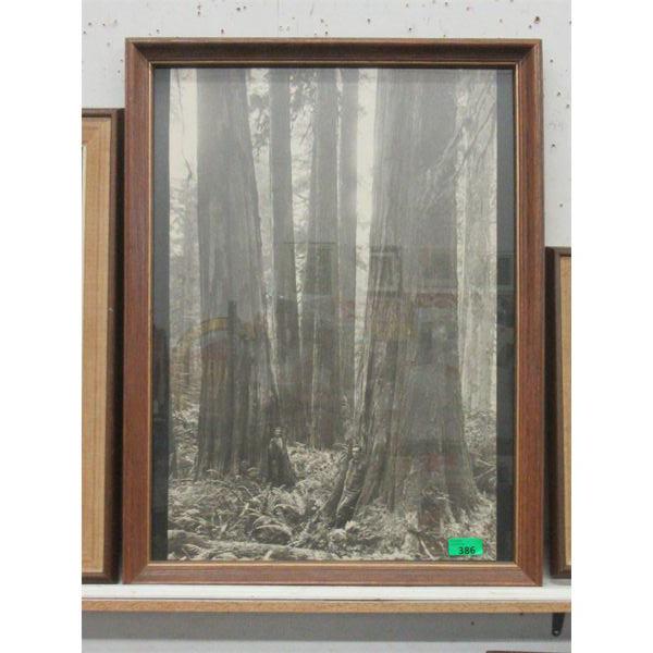 Vintage Leonard Frank Old Growth Forest Photo 