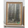 Image 1 : Vintage Leonard Prank Old Growth Forest Photo 