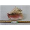 Image 1 : Conch Shell