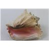 Image 2 : Conch Shell