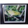 Image 2 : Picture of a Warbler-15.5"X15.5"