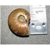 NATURAL AMMONITE FOSSIL SPECIMEN,