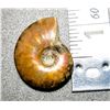 Image 2 : NATURAL AMMONITE FOSSIL SPECIMEN,