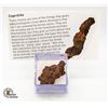 Image 1 : GENUINE COPROLITE SPECIMEN FROM