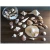 Image 1 : Assortment Of Sea Shells