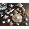 Image 2 : Assortment Of Sea Shells