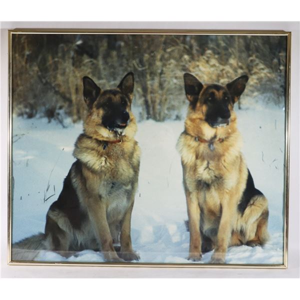 VINTAGE FRAMED 2 DOG PHOTO (24.5" X 20.5")