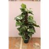 Image 1 : *Artificial Plant - 50" with lights
