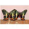 Image 1 : *(10) Foam Butterflies