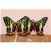 Image 1 : *(10) Foam Butterflies