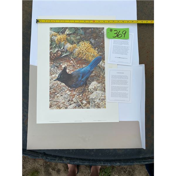 1121/1250 "Stellar's Jay" Carl Brenders Print