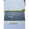 Image 1 : 120/950 "Light and Mist - Trumpeter Swans" Terry Isaac Print