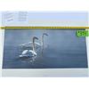 Image 2 : 779/950 "Light and Mist - Trumpeter Swans" Terry Isaac Print