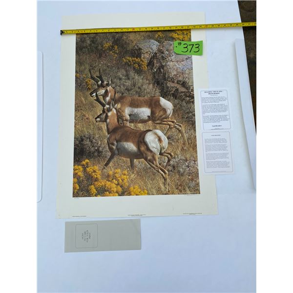 595/950 "Roaming the Plains - Pronghorns" Carl Brenders Print
