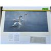 Image 1 : 778/950 "Light and Mist - Trumpeter Swans" Terry Isaac Print
