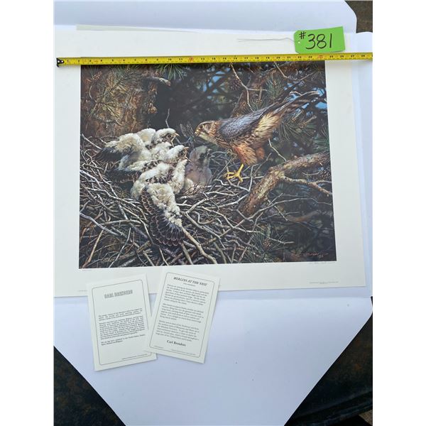 681/1250 "Merlins at the Nest" Carl Brenders Print