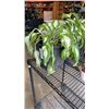 Image 2 : LOT OF PLANTS HOSTAS, STRAWBERRY AND SUCCULANTS