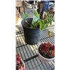 Image 8 : LOT OF PLANTS HOSTAS, STRAWBERRY AND SUCCULANTS