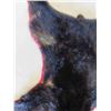 Image 3 : Tanned Bear Hide 69" Nose to Tail