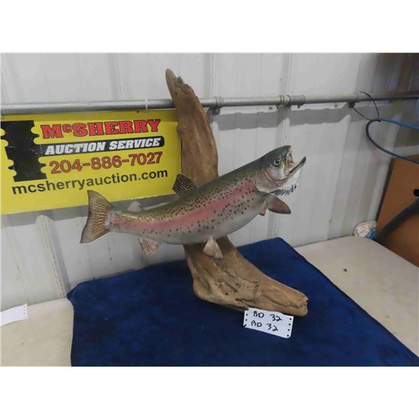 Taxidermy Rainbow Trout - (without log) 19" Long 