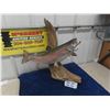 Image 1 : Taxidermy Rainbow Trout - (without log) 19" Long 