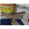 Image 2 : Taxidermy Rainbow Trout - (without log) 19" Long 