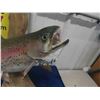 Image 3 : Taxidermy Rainbow Trout - (without log) 19" Long 