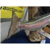 Image 4 : Taxidermy Rainbow Trout - (without log) 19" Long 