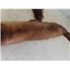 Image 3 : 2 Tanned Mink Pelts