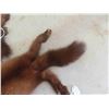 Image 4 : 2 Tanned Mink Pelts