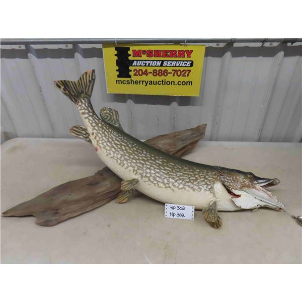 Large Mounted Fish 38  Long - Northern Pike