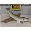Image 1 : Large Mounted Fish 38" Long - Northern Pike