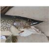 Image 2 : Large Mounted Fish 38" Long - Northern Pike