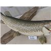 Image 3 : Large Mounted Fish 38" Long - Northern Pike