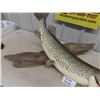Image 5 : Large Mounted Fish 38" Long - Northern Pike