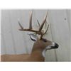 Image 2 : Shoot Deer Type Target 40" x 48" & 2 Duck Decoys