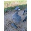 Image 3 : 6 Bigger than Life Goose Decoys - Rubbery Plastic 