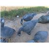 Image 4 : 6 Bigger than Life Goose Decoys - Rubbery Plastic 