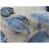 Image 5 : 6 Bigger than Life Goose Decoys - Rubbery Plastic 