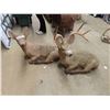 Image 1 : Lounging Deer and Doe Cement Lawn Ornaments