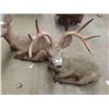 Image 7 : Lounging Deer and Doe Cement Lawn Ornaments